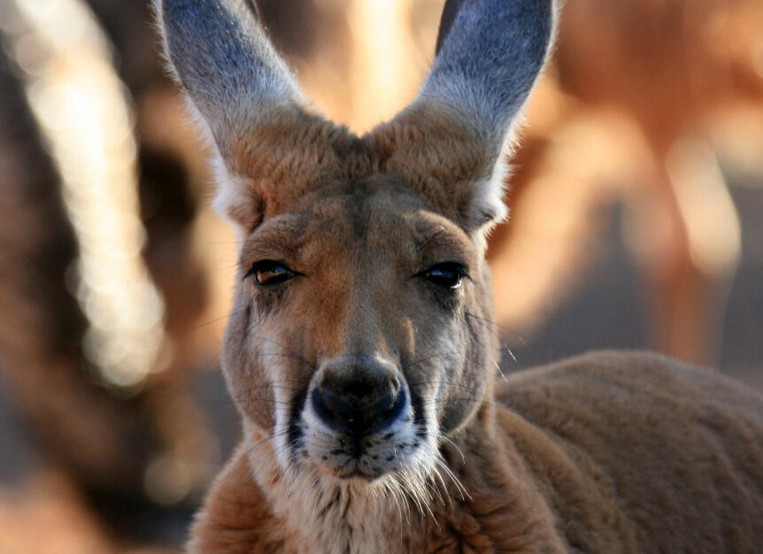 Kangaroo outside the herd